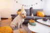 Happy Birthday Wishes with Dogs: A Celebration of Canine Charm and Heartfelt Joy - Post Thumbnail